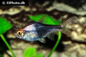 Image result for Heteromorpha