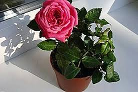 Bunga ros dikenal juga dengan nama bunga mawar yang merupakan salah satu jenis tanaman semak dari genus rosa. Penjagaan Yang Betul Dari Mini Mawar Di Dalam Pasu Di Rumah Jenis Tanaman Kerdil Nuansa Tumbuh Tumbuhan Dalaman Kecil Yang Semakin Meningkat Kesilapan Dalam Penanaman Mereka Pengeluaran Tanaman