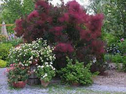 Smoke Bush Smoke Tree Smoke Bush Purple Smoke Bush