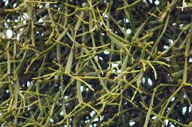 Image result for Viscum tuberculatum