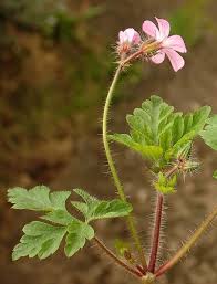 This herb has been used in medicine for centuries however stinking bob is a name given to this herb which is unique to it, and refers to the smell given. Herb Robert Herb Robert Stinking Bob Stinky Wild Flower Finder