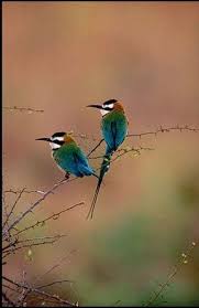 Birds That Cannot Fly With Their Names African Beeeaters Photo By Tom Mangelsen Buffalo Springs Kenya Bee Eater Pet Birds Beautiful Birds