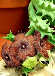 Image result for Orbea melanantha