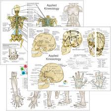 Applied Kinesiology Chart Set