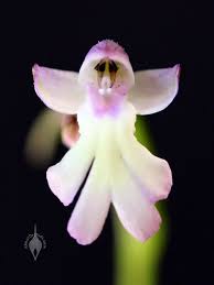 Image result for Cynorkis debilis