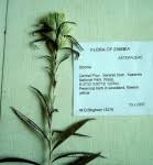 Image result for Macledium