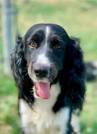 The city of pasadena's pet adoption center is a wonderful place to adopt, foster, volunteer, or just visit the pets. Pets For Adoption At Pasadena Animal Shelter Pet Adoption Center In Pasadena Tx Petfinder