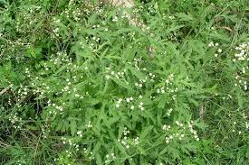 Image result for Parthenium hysterophorus