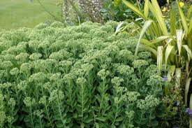 We did not find results for: Sedum Spectabile Autumn Joy Stonecrop From Colesville Nursery