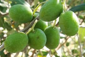 Utile per chi fa agricoltura biologica, il monitoraggio, ma anche la cattura degli adulti di mosca olearia. Lotta Adulticida Contro La Mosca Dell Olivo Le Trappole Olivo E Olio