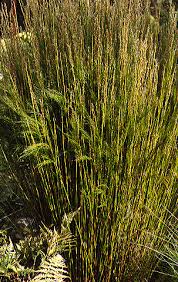 Image result for Restionaceae