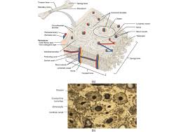 Compact bone cross section courtesy: 5 3 Bone Structure Medicine Libretexts