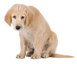 We did not find results for: After Hours Emergency Vet Clinics In Canton Ga Riverstone Animal Hospital