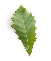 Image result for white oak leaf