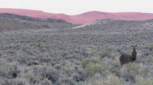 Image result for Little Catnip Spring - Sheldon Refuge Winnemucca NV