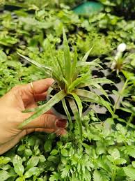 Image result for Eriocaulon