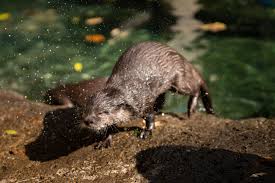 Columbus Zoo and Aquarium