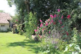 It's a good choice for growing as a perennial, as it will reliably regrow each year. It S Hollyhock Time A French Garden
