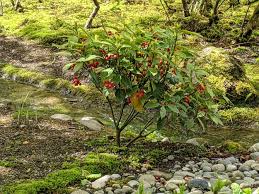 Image result for Aucuba