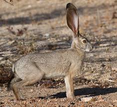 Desert Jackrabbit Desert Blacktail Jackrabbit Desert Jack Rabbit 755x690px 94518 Jack Rabbit Rabbit Animal Planet