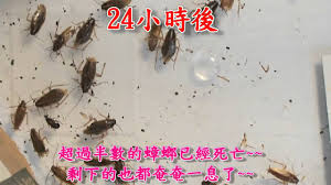 德國 5 星級飯店 德國 4 星級飯店 德國 3 星級飯店. å¾·åœ‹å·´æ–¯å¤«ä¸€é»žçµ•2 å‡è† é¤ŒåŠ'èŸ'èž‚èª˜é£Ÿæ•ˆæžœå¯¦é©— Youtube