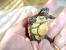 Full Size Yellow Foot Tortoise