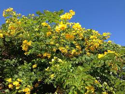 Yellow flowers (summer early), medium green foliage. Yellow Flowering Cassia Is A Fall Spectacle Flowering Trees Plants Landscaping Plants