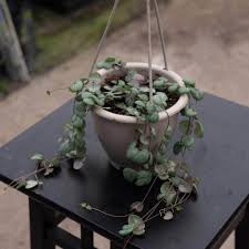 Image result for Ceropegia circinata