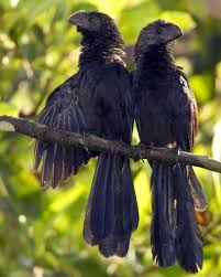 Birds Of The Bahamas Field Guide Smooth Billed Ani Pet Birds Birds Beautiful Birds