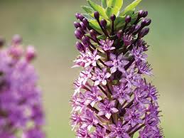 Image result for Eucomis