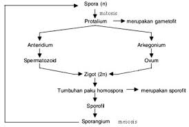 Tumbuhan paku yang menghasilkan satu jenis spora. Metagenesis Tumbuhan Paku Penjelasan Skema Dan Gambar