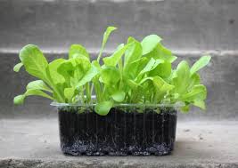 Check spelling or type a new query. Endive And Escarole Seed Starting Tips