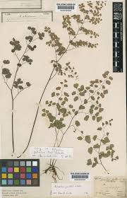 Image result for Anthospermum herbaceum