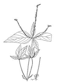 Image result for Spigelia anthelmia