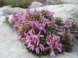 Image result for Microcharis