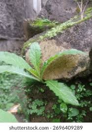 Image result for Elephantopus scaber