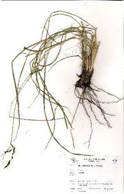 Image result for Hyparrhenia anamesa