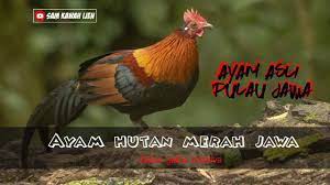 Luar biasa pikat ayam hutan merah namun yang datang satu rombongan. Ayam Hutan Merah Asli Jawa Gallus Gallus Bankiva One Of The Subspecies Of Red Junglefowl Youtube