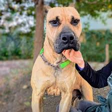 At Risk Oakland Animal Services Dogs