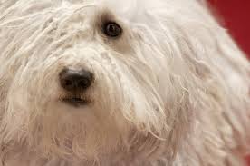 Komondors can make good family pets if socialized as puppies, but they need very experienced owners who can provide lots of training and attention. Komondor Hunde Informationen Zu Den Bienenarten Omlet
