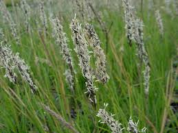 Image result for Sesamum parviflorum