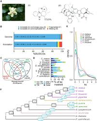 Image result for Voacanga thouarsii