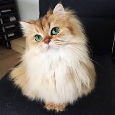 Maybe you would like to learn more about one of these? 12 Of The World S Most Beautiful Cats Top13