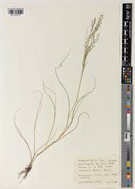 Image result for Eragrostis tef