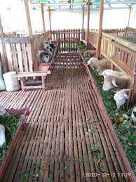 Maka tidak ada pilihan lain, dia pun nekat mendirikan gubuk bambu di area pekuburan sibango untuk dia huni seorang diri. Ukuran Kandang Kambing Modern Yang Benar Desain Madani Farm Jogja