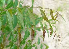 Image result for Azadirachta