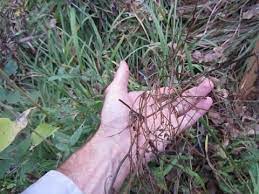 Purple crown vetch can even climb over and smother small shrubs. Crown Vetch Control Using The Green Shoots Foam Herbicide System Youtube