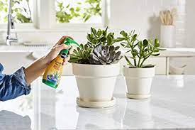 Specifically formulated for all cacti and succulents. The 5 Best Fertilizer For Succulents 2021 Edition Succulent Alley