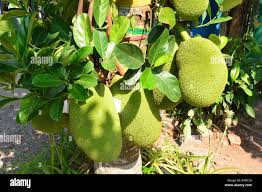Image result for Artocarpus heterophyllus