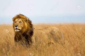強大なライオン シーザー ライオネス マラ、ケニアのマサイ族狩りの準備ができている人を見ての写真素材・画像素材 Image 79075609